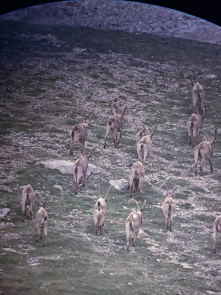 Hunting in Alaykuu 3